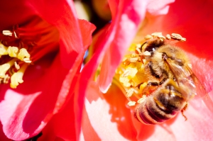Honey Bee working flowering quince in late winter.